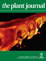 Plant Journal cover 2009 Buda et al.
