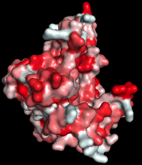 Protein model