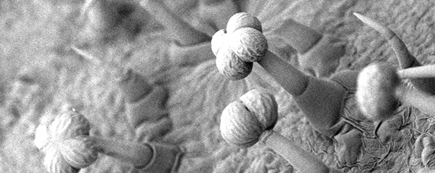 Trichome SEM