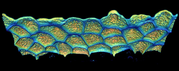 s. habrochaites