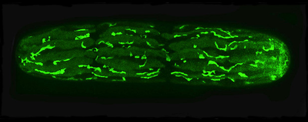 transgenic penium