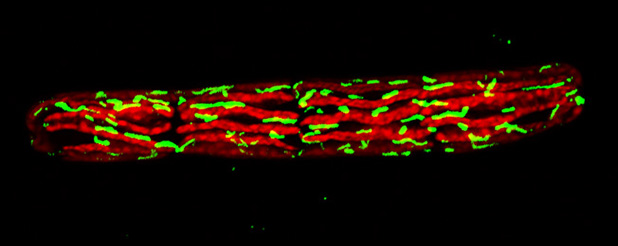 transgenic penium