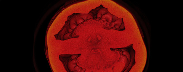 Tomato CT